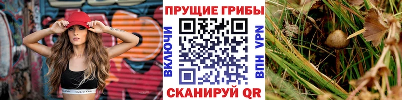 Купить  Кинель  Псилоцибиновые грибы Cubensis 